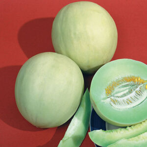 Melone/Cucumis melo HONEY DEW