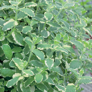 Mentha suaveolens Variegata