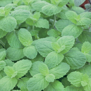 Mentha suaveolens