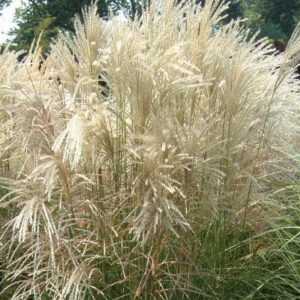 miscanthus-sin-klein-fountain