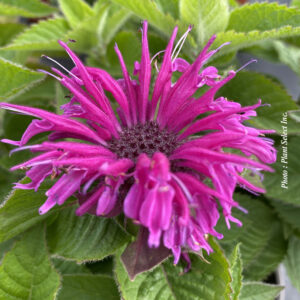 monarda-bee-you-bee-merry