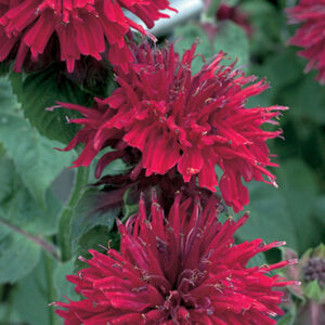 Monarda Fireball