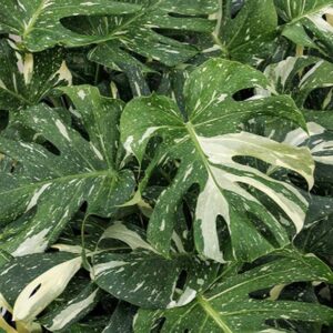 monstera-thai-constellation