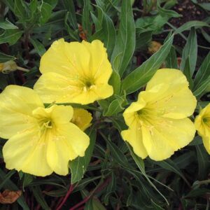 oenothera-missouriensis