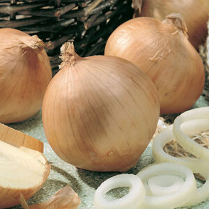 Zwiebel / Allium cepa var. cepa Sun Sweet