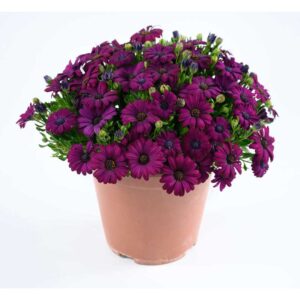 osteospermum-besties-devoted-purple