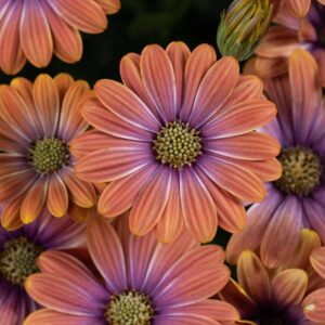 osteospermum-besties-dynamic-bicolor