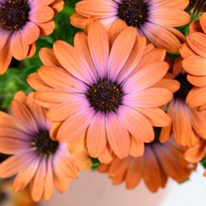 osteospermum-besties-inspiring-orange