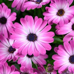 osteospermum-besties-optimistic-pink