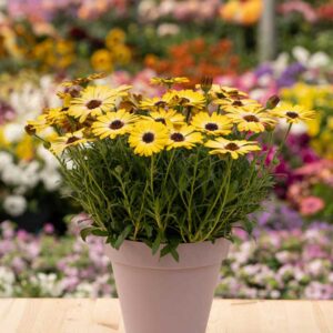 osteospermum-besties-positive-yellow