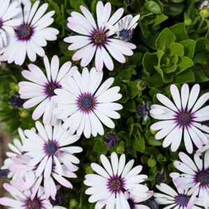osteospermum-besties-trusty-amethyst