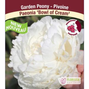 paeonia-lact-bowl-of-cream