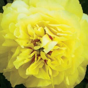 paeonia-x-bartzella-itoh