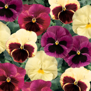 pansy-classic-mix-apple-cidar