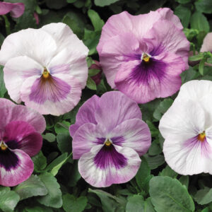 pansy-classic-pink-shades