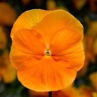 pansy-delta-pro-clear-orange
