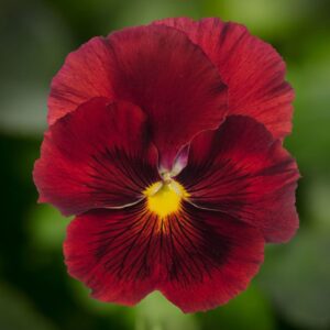 pansy-delta-pro-clear-red
