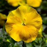 pansy-delta-pro-clear-yellow