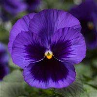 pansy-delta-pro-deep-blue-with-blotch