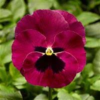 pansy-delta-pro-rose-with-blotch