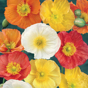 Papaver nudicaule Garden Gnome