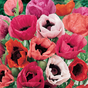 Papaver orientale Pizzicato mixed