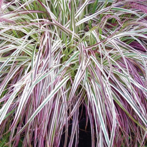 pennisetum-cherry-sparkler