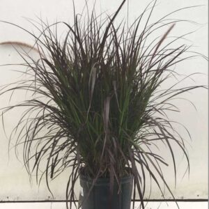 pennisetum-rubrum
