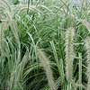 pennisetum-sky-rocket