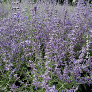 perovskia-atri-denim-n-lace