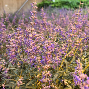 perovskia-atri-jelena