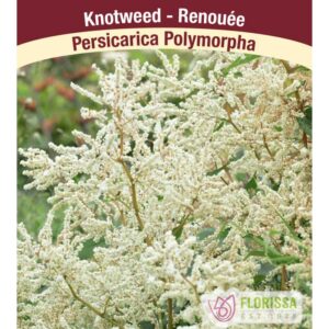 persicaria-polymorpha