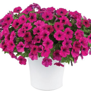 petunia-capella-burgundy