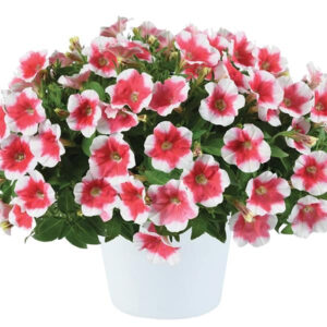 petunia-capella-cherry-vanilla