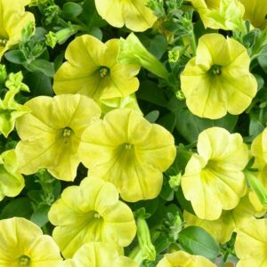 petunia-capella-hello-sunshine