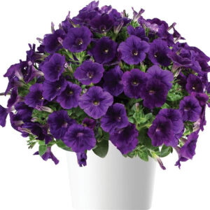 petunia-capella-indigo