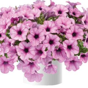 petunia-capella-pink-lace
