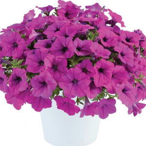 petunia-capella-purple