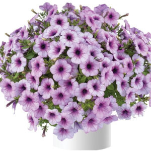 petunia-capella-purple-veins