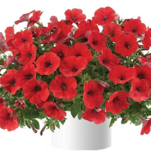 petunia-capella-ruby-red
