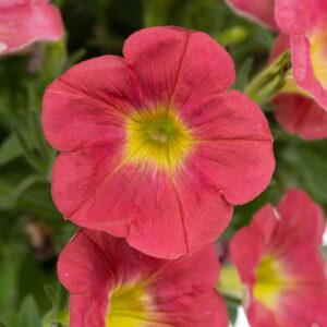 petunia-capella-salmon
