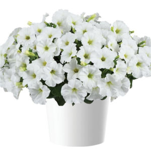 petunia-capella-white-imp