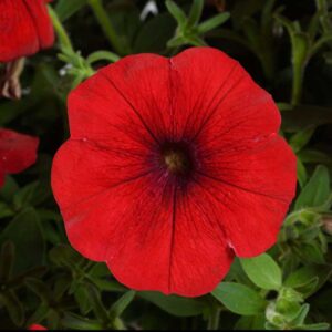 petunia-cascadias-chili-red