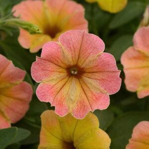petunia-cascadias-indian-summer