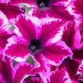 petunia-crazytunia-cosmic-pink