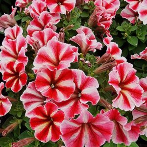 petunia-crazytunia-secreted-star