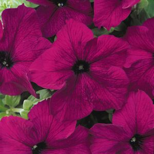 petunia-dreams-burgundy
