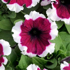 petunia-dreams-burgundy-picotee
