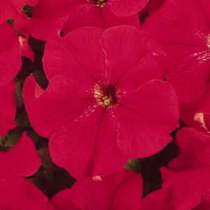 petunia-dreams-red