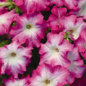petunia-dreams-rose-morn